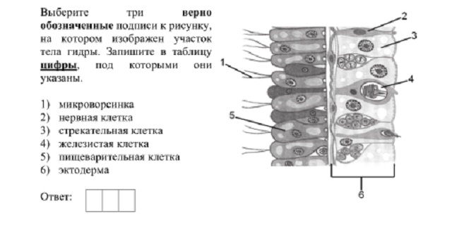 Рабочие ссылки и зеркала кракен