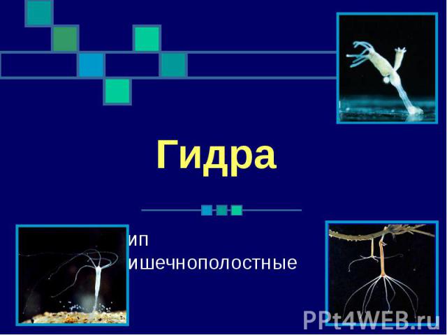 Кракен онион рабочая ссылка